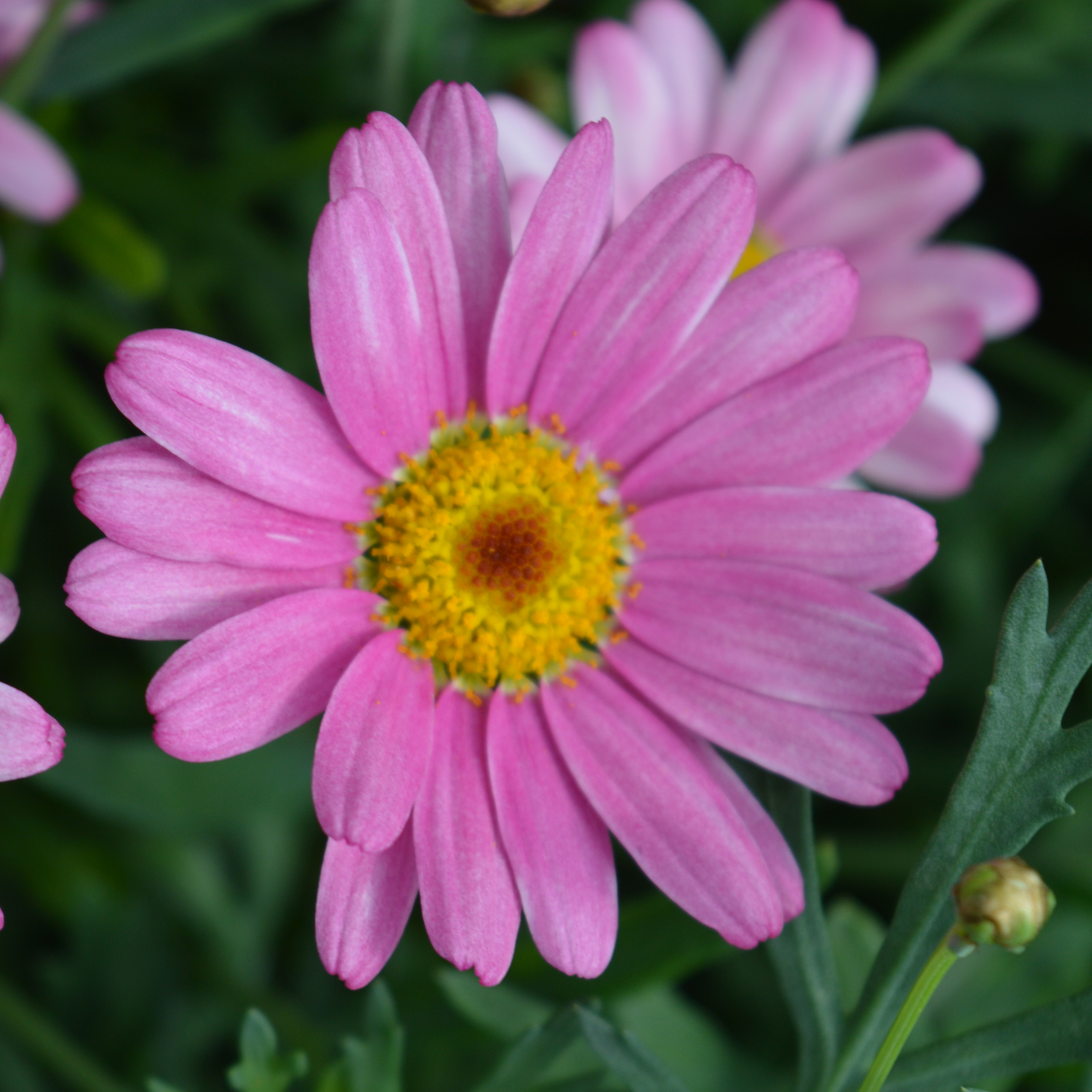 Agryranthemum Day-Zee Pink